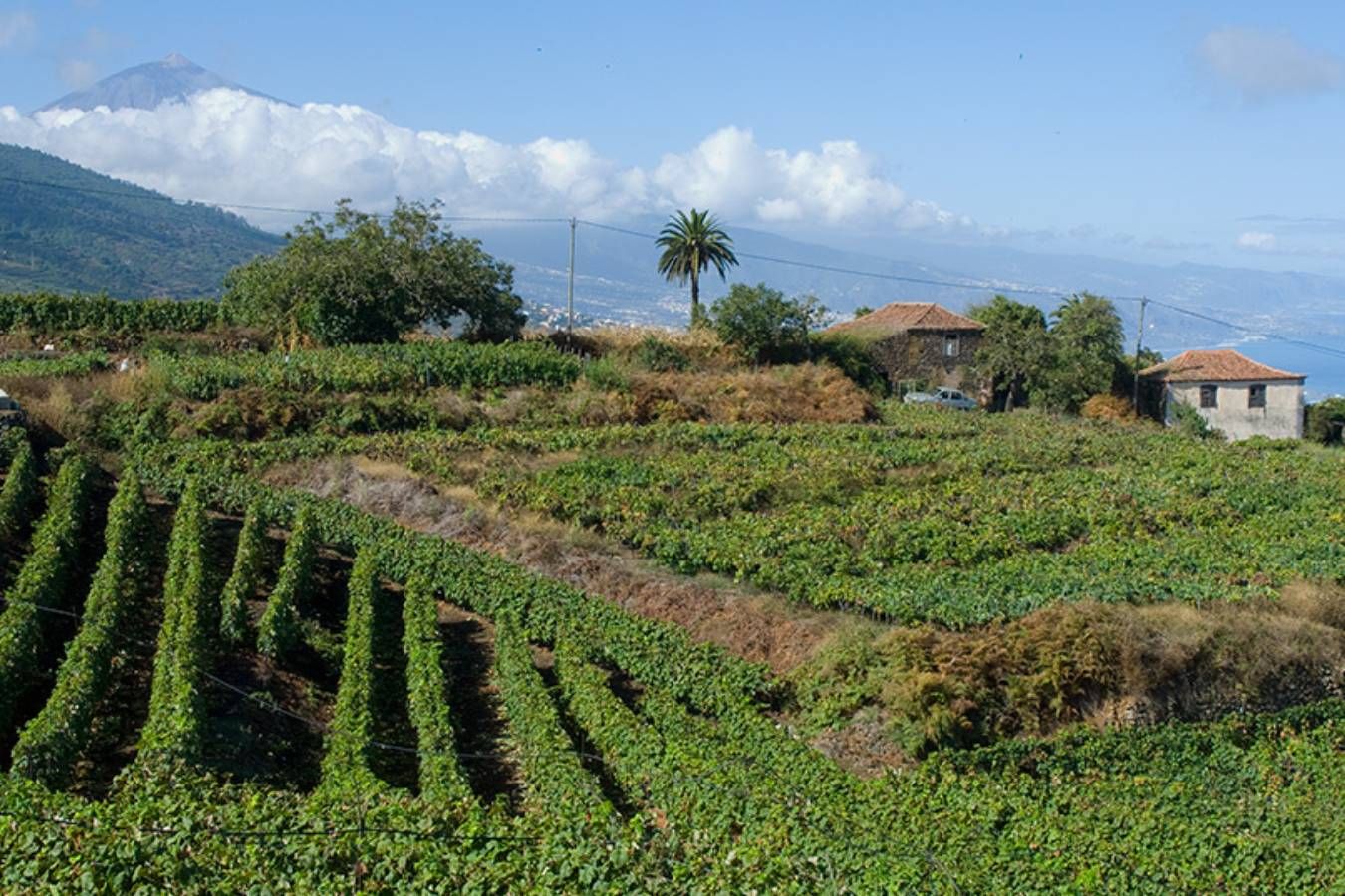 La Matanza de Acentejo